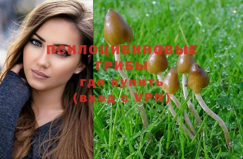 Псилоцибиновые грибы Psilocybe  Волжск 